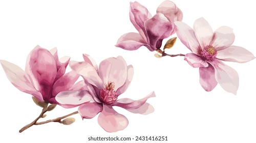 Beautiful pink spring magnolia flowers tree branch watercolor vector illustration isolated on white background with clipping path. Nature background with blossom branch