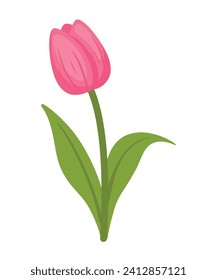 Beautiful pink tulip blossom flowers drawing icon clip art cartoon vector illustration isolated on white background