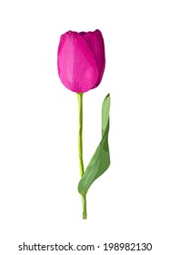 beautiful pink tulip with the effect of a watercolor drawing isolated on white background.