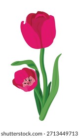 Bela ilustração vetor flor tulipa rosa com folhas verdes. Design floral editável perfeito para saudações de primavera, cartões, cartazes e fundos decorativos.