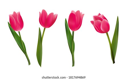 Beautiful pink tulip flowers. Realistic Elements for Labels of Cosmetic Skin Care Product Design. Vector Isolated Illustration