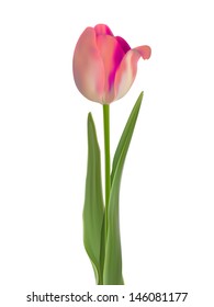 Beautiful pink tulip isolated on white. And also includes EPS 8 vector