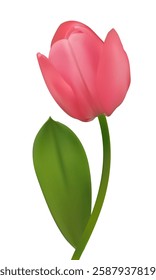 Beautiful pink tulip on a white background. Spring flower. Floral background. Bud. Pink. Green leaves. 