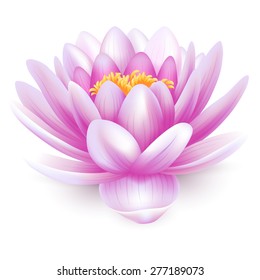 Beautiful pink water lily or lotus flower isolated on white background.