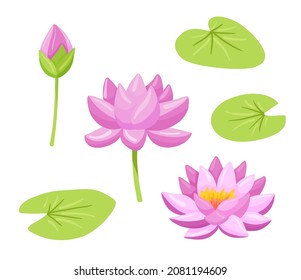 Beautiful pink waterlily or lotus flower on white background. Vector cartoon illustration. Set of flowers and leaves.