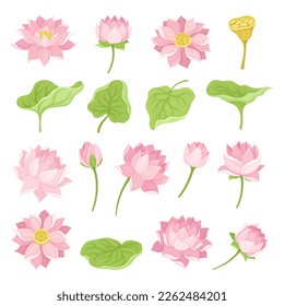 Beautiful Pink Waterlily or Lotus Flower Big Vector Set