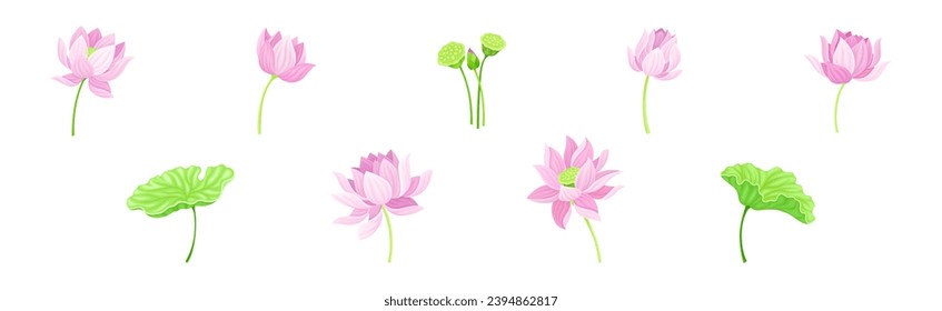 Beautiful Pink Waterlily or Lotus Flower with Green Pad Leaf Vector Set