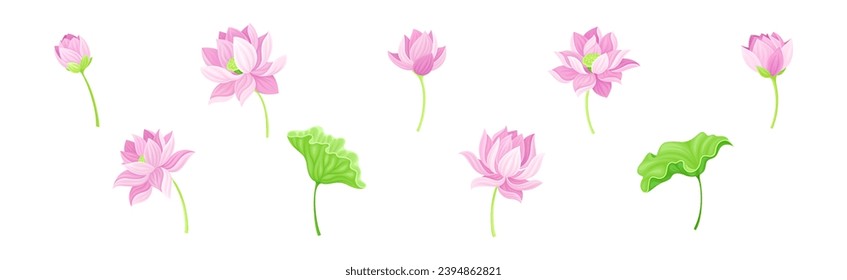 Beautiful Pink Waterlily or Lotus Flower with Green Pad Leaf Vector Set