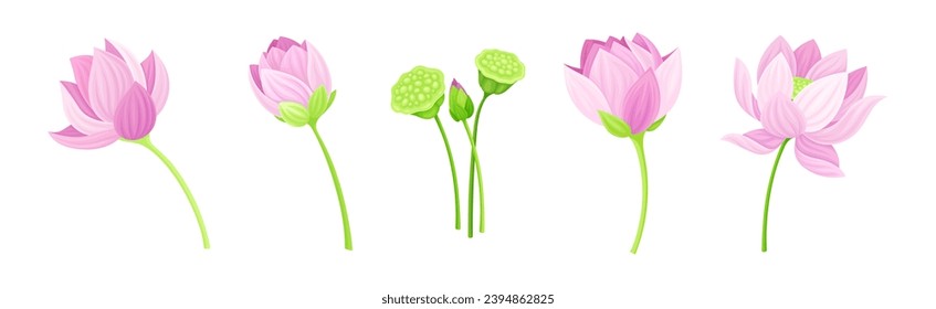 Beautiful Pink Waterlily or Lotus Flower with Green Pad Leaf Vector Set