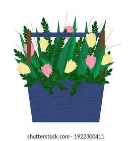 Beautiful pink and yellow tulips in a box. Spring bright flowers for a gift by March 8. Vector flat illustration on the theme of spring and women's day.