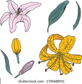 Hermosa flor y hojas vectoriales rosa y amarilla
