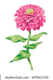 Beautiful pink zinnia flower isolated on white background. Botanical vector