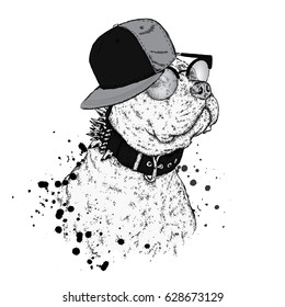 A beautiful pit bull in a cap. Vector illustration. A thoroughbred dog in clothes.