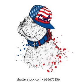 A beautiful pit bull in a cap. Vector illustration. A thoroughbred dog in clothes.