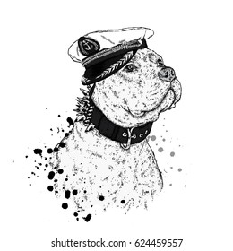 A beautiful pit bull in captain's cap and collar. Vector illustration for a postcard or a poster, print on clothes, a cover or a bag. Bulldog. Purebred puppy. Dog.