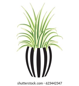 Beautiful plant in pot