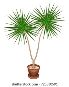 A beautiful plant in a pot. Dracaena will decorate your house and office. Decorative evergreen tree. Vector illustration.