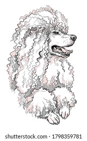 Beautiful poodle dog sketch. Vector illustration. Stylish image for printing on any surface