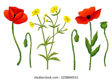 Beautiful poppies and buttercup. Vector colores wild flowers. Botanical hand drawn summer illustration