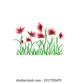 Beautiful poppies on white background, great design for any purposes. Vintage illustration. Stock image. EPS 10.
