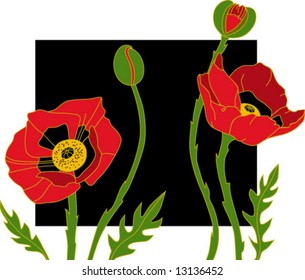 Beautiful Poppy