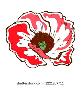 Beautiful poppy flower. Illustration of big poppy bud isolated on white background. Hand drawn vector. Nature floral collection