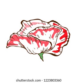 Beautiful poppy flower. Illustration of big poppy bud isolated on white background. Hand drawn vector. Nature floral collection