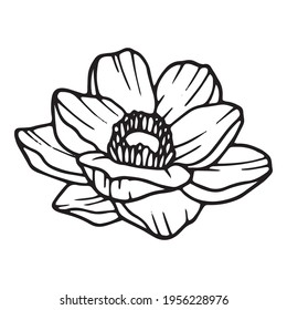 Beautiful poppy icon. Hand drawn and outline illustration of Beautiful poppy vector icon for web design