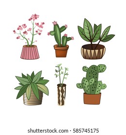 beautiful potted plants for interior