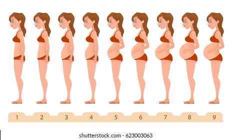 Beautiful pregnant woman. Silhouettes for medicine pregnancy infographics. Monthly pregnancy. Vector illustration.