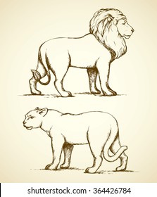 Beautiful proud powerful nobility big leo standing and fierce looking for prey in safari. Freehand ink drawn background sketchy in art scribble style pen on paper. Side view with space for text