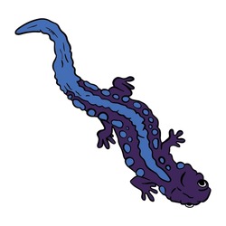 Beautiful Purple Blue Salamander ,good For Graphic Design Resources, Posters, Banners, Templates, Prints, Coloring Books And More.