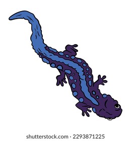 Beautiful Purple blue salamander ,good for graphic design resources, posters, banners, templates, prints, coloring books and more.