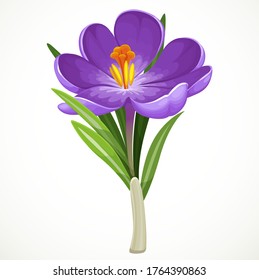 Beautiful purple crocus flower isolated on a white background