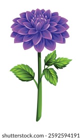 Beautiful purple dahlia flower with leaves. Vector cartoon illustration