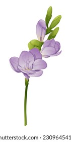 Schöne violette Freesia-Blume auf isoliertem Hintergrund.  Design-Element für Hochzeitseinladungen, Karten. Vintage Floral von blühenden Freesien.