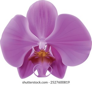 A beautiful purple orchid flower