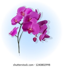  beautiful purple Orchid flower realistic
