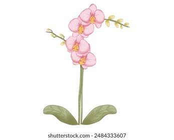 a beautiful purple orchid flower vector