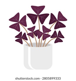 Beautiful purple Oxalis triangularis shamrock plant in a white pot on a white background, perfect for St. Patrick's Day or spring themes