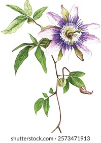 Beautiful purple passiflora (passion flower) on a twig with green leaves. Isolated on white background. Watercolor illustration vector  painting.