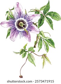 Beautiful purple passiflora (passion flower) on a twig with green leaves. Isolated on white background. Watercolor illustration vector  painting.