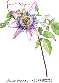 Beautiful purple passiflora (passion flower) on a twig with green leaves. Isolated on white background. Watercolor illustration vector  painting.
