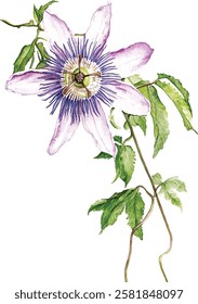 Beautiful purple passiflora (passion flower) on a twig with green leaves. Isolated on white background. Watercolor illustration vector  painting.
