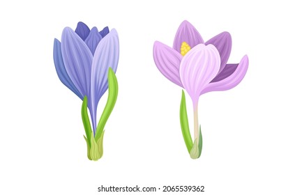 Hermosas flores de primavera de crocus púrpura y rosa ilustran el vector