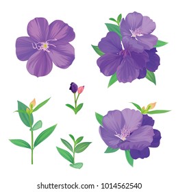Beautiful purple princess flower or tibouchina urvilleana and leaf on white background. Vector set of blooming floral for wedding invitations and greeting card design.