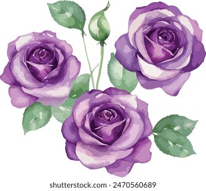 beautiful purple roses watercolor isolated. Vector illustration