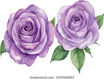 beautiful purple roses watercolor isolated. Vector illustration