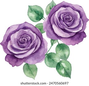 beautiful purple roses watercolor isolated. Vector illustration