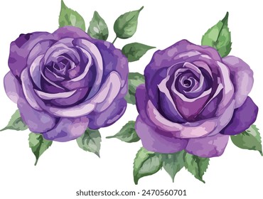 beautiful purple roses watercolor isolated. Vector illustration